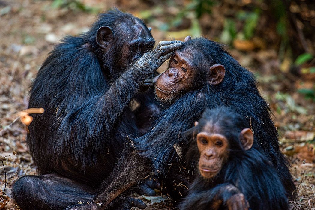 Gombe National Park Guide